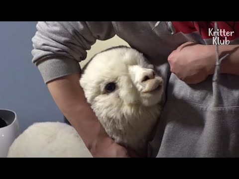 image-Are there alpacas in Korea?