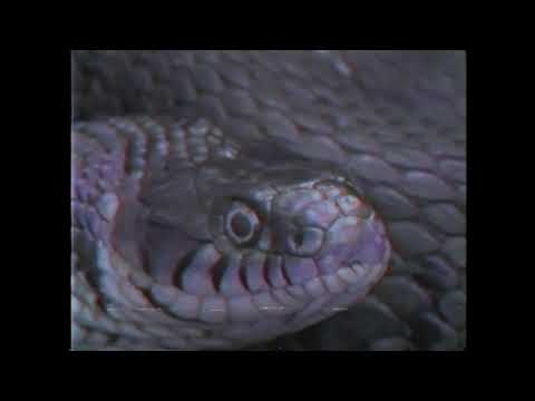 Totally Nothin feat. MDTBOIII - PISSOFF