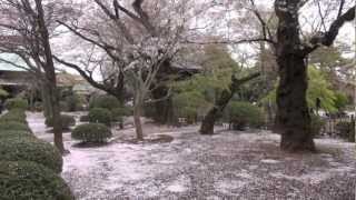 preview picture of video 'A walk of 'Gotokuji Temple' in Spring, Tokyo / 春の豪徳寺をさんぽ'