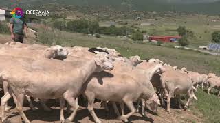 ΕΠΕΙΓΟΝΤΑ ΜΕΤΡΑ ΣΤΗΡΙΞΗΣ ΤΗΣ ΚΤΗΝΟΤΡΟΦΙΑΣ ΣΤΗ ΘΕΣΣΑΛΙΑ ΖΗΤΑ Ο ΚΟΥΡΕΤΑΣ ΑΠΟ ΤΟΝ ΠΙΕΡΡΑΚΑΚΗ 22 09 25