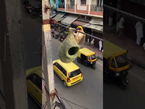 Baya Weaver Builds Its Nest Above Traffic