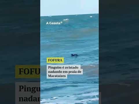 Pinguim-de-magalhães é visto nadando em praia de Marataízes #shorts #noticias