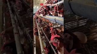 Download lagu Ayam petelur bisa bertelur secara produktif berapa lama? #peternakanpribadi #sort #ayampetelur mp3