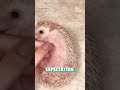 Feisty Hedgehog Munches on Pet Parent's Nose!