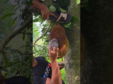 rare animal stuck to jackfruit #shortvideo #nature