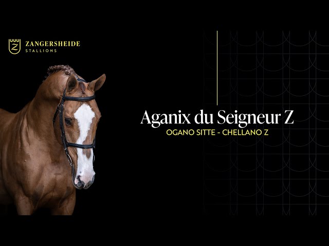 The father of this embryo is the CSI 1.60m jumping stallion Aganix du Seigneur Z with rider Jos Lansink.