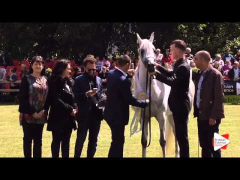 2nd place - N.35 NESJ EL MARKHISA - Bruges 2015 National - Senior Mares Championship (Class 14)