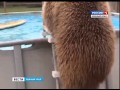 Медведь купается в бассейне 