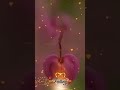 7 G Brundavana Colony Whatsapp Status
