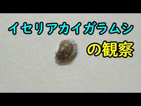 イセリヤ・セイチェラルムについて詳しく解説