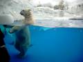 Detroit Zoo Polar Bear