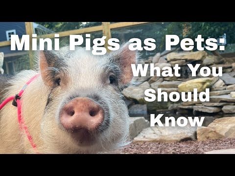 Mini Pigs as Pets — What You Should Know Before Bringing One Home 