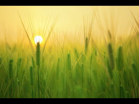 ThroDef ft Bassam Randy - Gyulbahar (single preview)