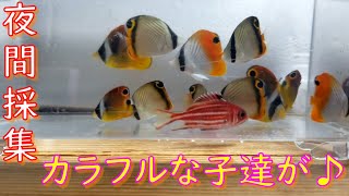 夜間採集・後編　たくさんのカラフルな子達が採れました☆彡　結果報告動画