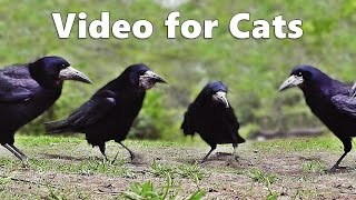 Videos for Cats to Watch Birds : Rooks, Jackdaws and Crows Extravaganza gameplay video by MRHS, 3:00 duration