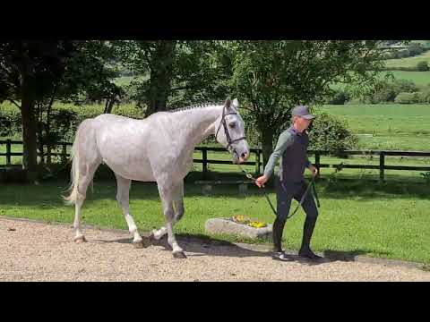 Cowboy Van Overis Z - In hand