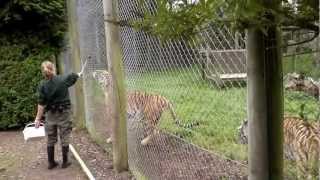 preview picture of video 'Tigers feeding time at Banham Zoo Norfolk 1st September 2012'