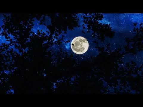 Jonas Bjerregaard -  Stifinder