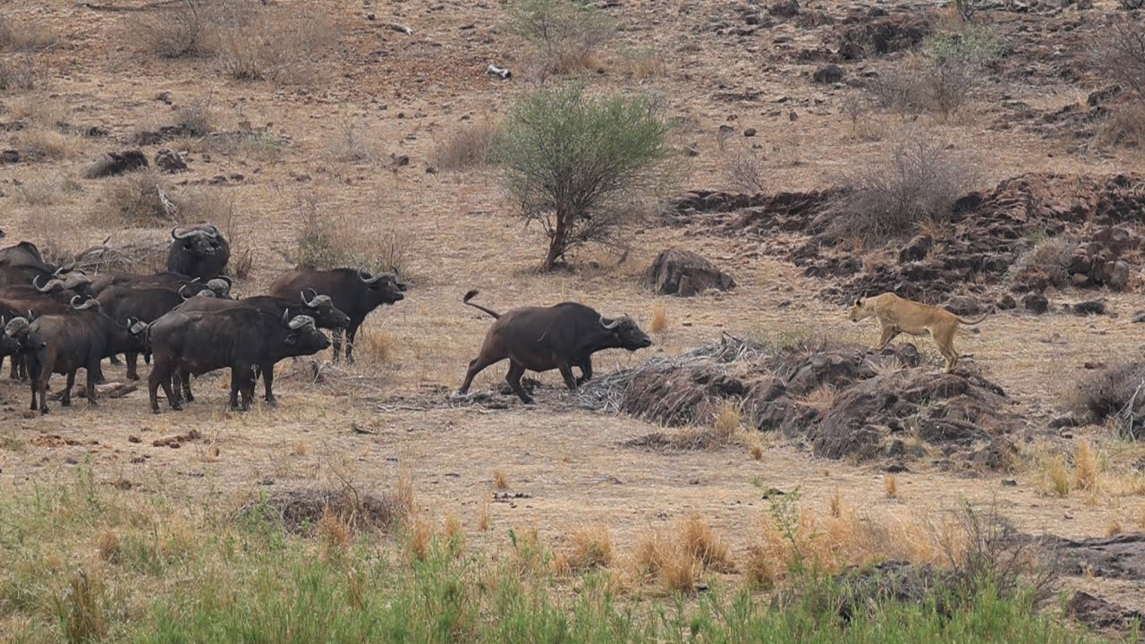 THE ULTIMATE BATTLE!! Lions take on Buffalo in the Kruger Nation Park!!