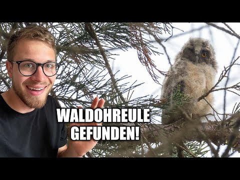 So findest Du junge Waldohreulen 🦉