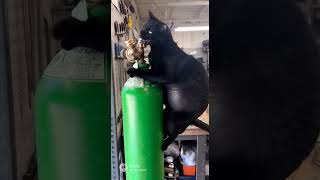 helium cat  #sora2 #aivideo #shorts
