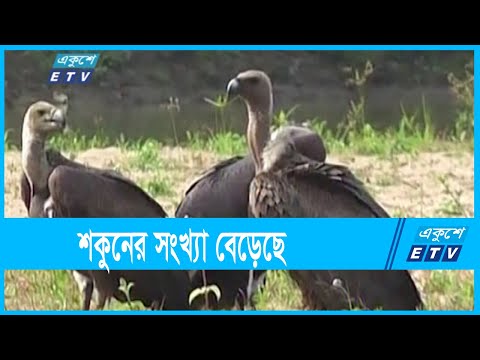 শকুনের সংখ্যা বেড়েছে