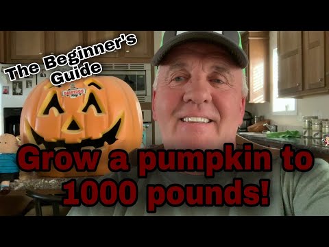 Growing a 1000 lb. Pumpkin Top 5 TIPS