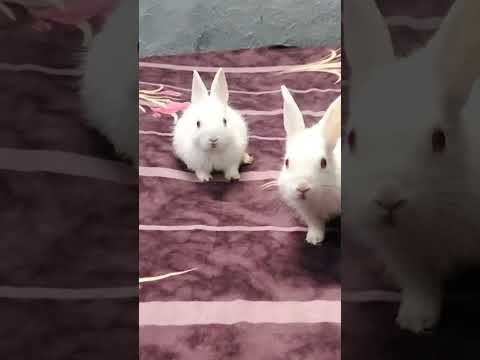 Bunny 🐰🐇 bela 🐇🐰 #remix #song #dj #animal #love #izhaan 🥰😘