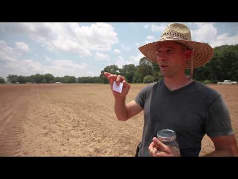 The Bradford Watermelon: A South Carolina Original