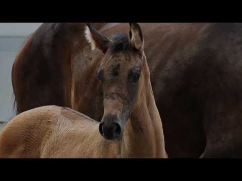 Chilli B  OL-SF Cadeau Noir x Johnson x Elitest. von Rohdiamant x StPr/EliteSt. von Argentinus