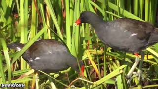 Download lagu 🔴 pikat burung mandar batu paling gacor mp3