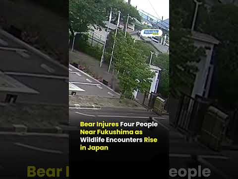 Bear Injures Four People Near Fukushima as Wildlife Encounters Rise in Japan