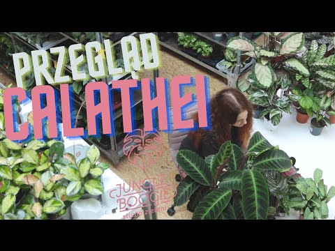 Calathea - a great overview of varieties, we choose the most beautiful calathea, check if you kno...