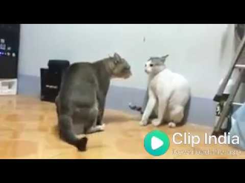 Cat fight इसे कहते h असली एस्टेमिना by अंकित पुण्डीर बहेडा वाले