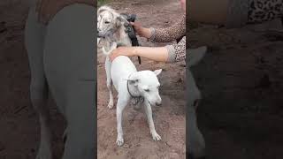 Meet a beautiful girl who brings dogs to breed