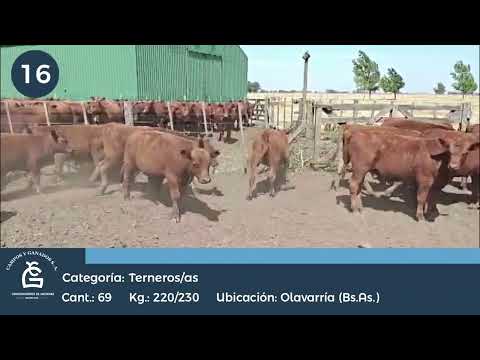 Lote M y H - Olavarria Bs As