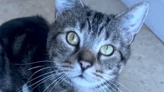 実験用の猫を飼い始めました。その経緯をお話しします。