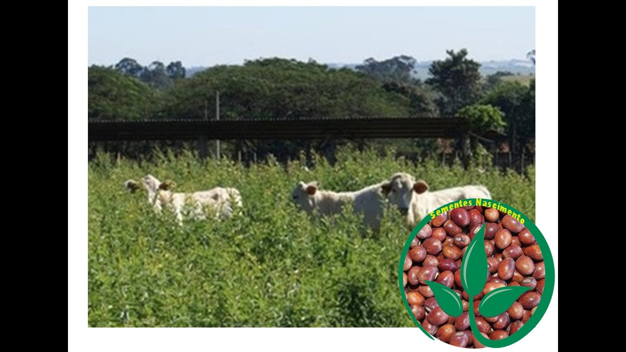 Aprenda como fazer a recuperação de pastagens degradadas com feijão guandu