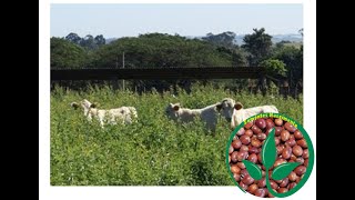 Aprenda como fazer a recuperação de pastagens degradadas com feijão guandu