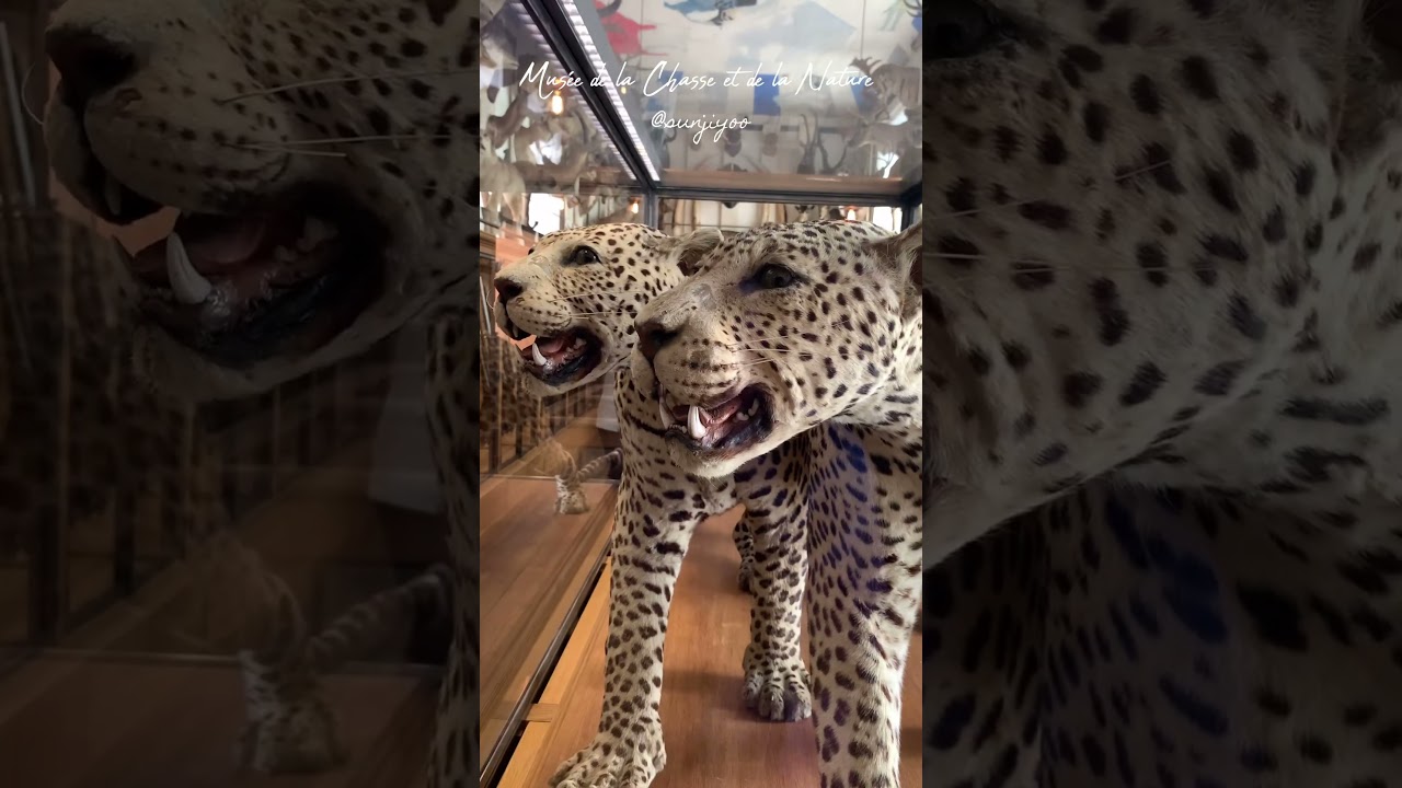 YouTube Short thumbnail