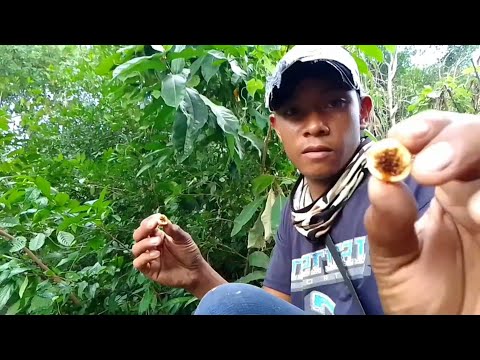 Episode12|pangangawil at Pangunguha Ng Pako Pako#|🇵🇭