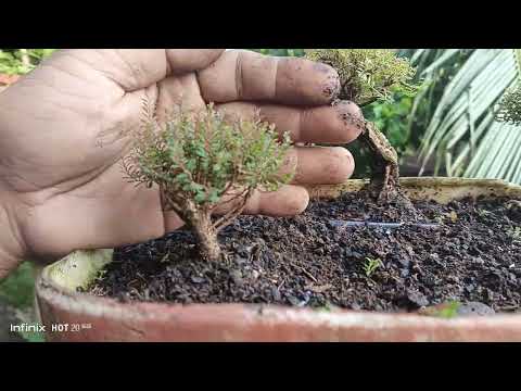 Fish Scale Bonsai