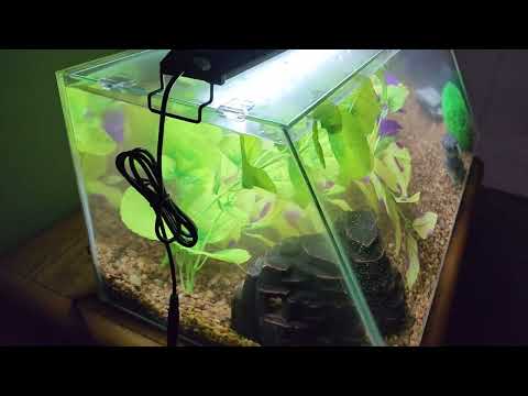 Angled Fish Tank