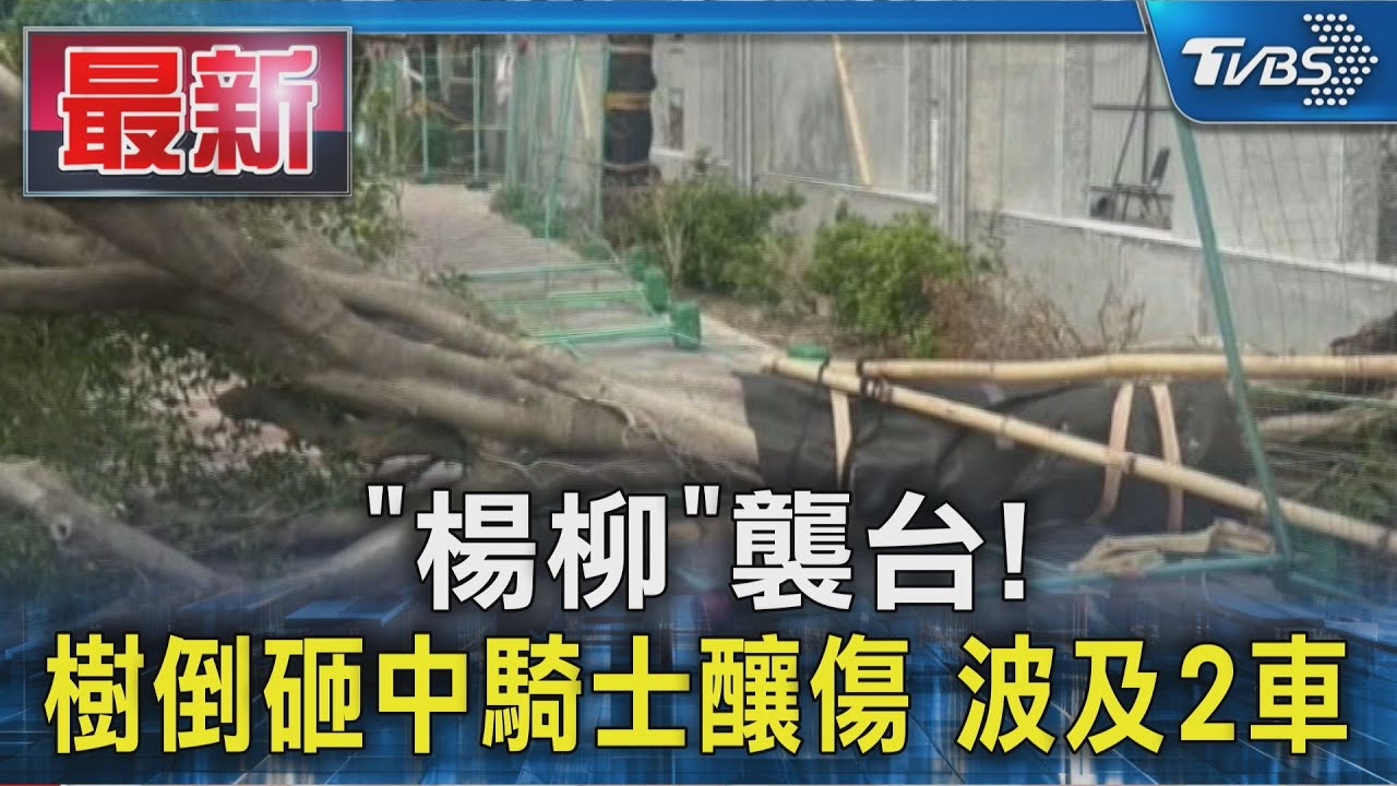 楊柳襲台　樹倒砸中騎士釀傷　波及2車