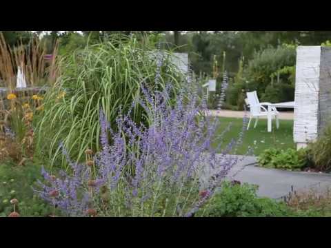 Rittersporn - Zurückschneiden nach der Blüte