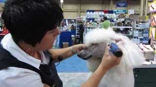 Poodle face grooming