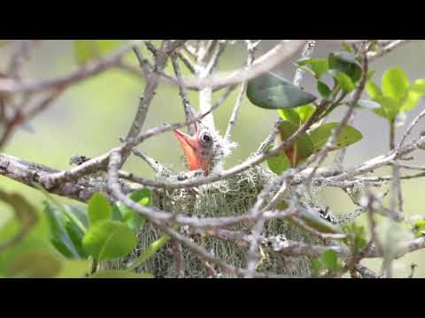 Watch this chick begging for food. Birding Garden Route, Birdwatcher