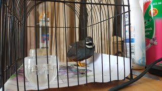 Download lagu Suara burung Puyuh batu atau pipikau ngorok. mp3 Download lagu Suara burung Puyuh batu atau pipikau ngorok. mp3