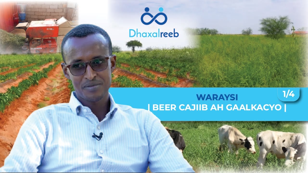 Waraysi | Beer Cajiib ah Gaalkacyo | Cali Cabdul Aadan ( Cali Daacad ).