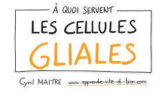 Vignette de NEUROSCIENCES EN DESSINS : À quoi servent les cellules gliales ?